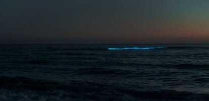 Morild (Meeresleuchten) an der Nordsee in Dänemark