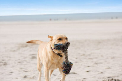 Hund spielt am Strand