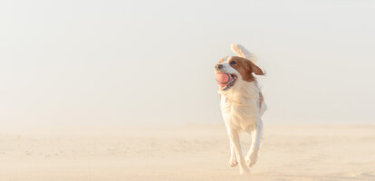 hund-weg-gelaufen-im-urlaub