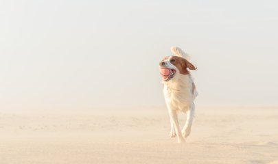 hund-weg-gelaufen-im-urlaub