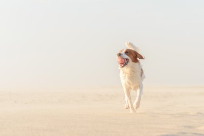 hund-weg-gelaufen-im-urlaub