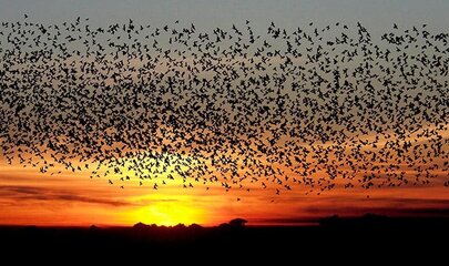 Sort Sol - Schwarze Sonne