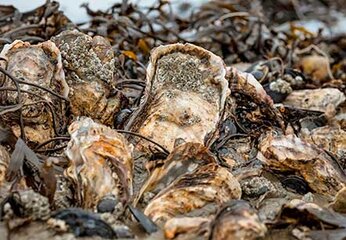 oesterssafari-danmark-vesterhavet