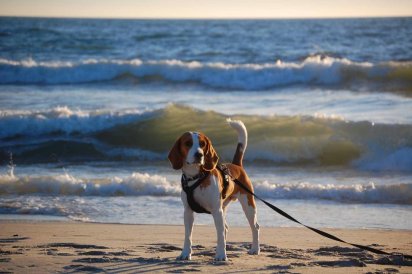 ferie-med-hund_125_1354_stor