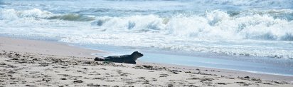 robbe-am-strand-daenemark-seehund