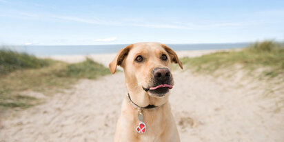 Der Hund muss mit in den Urlaub