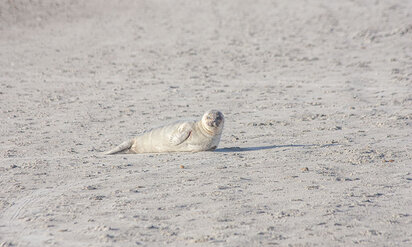 seehund-im-danischen-wattenmeer