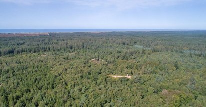 Waldgebiet Blåbjerg Klitplantage