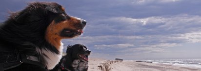 Mehr als 2 Hunde?