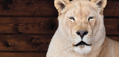 Weisser Löwe im Blåvand Zoo