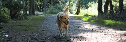 Hundewald in Dänemark