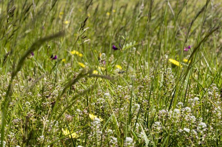Ferienhaus 30131 in Sdr. Skovvej 17, Houstrup - Bild #25