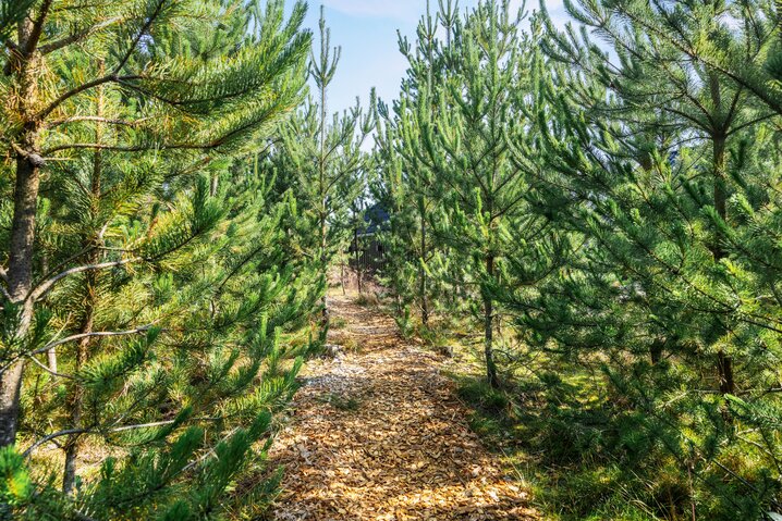 Ferienhaus 30594 in Søndervang 94, Houstrup - Bild #45