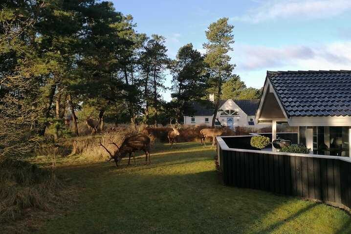 Ferienhaus 50033 in Kræmmervej 8, Vejers - Bild #46