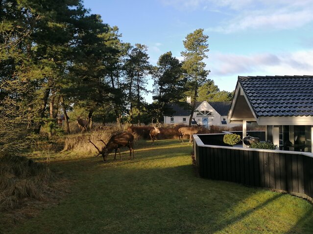 Ferienhaus 50033 in Kræmmervej 8, Vejers - Bild #46