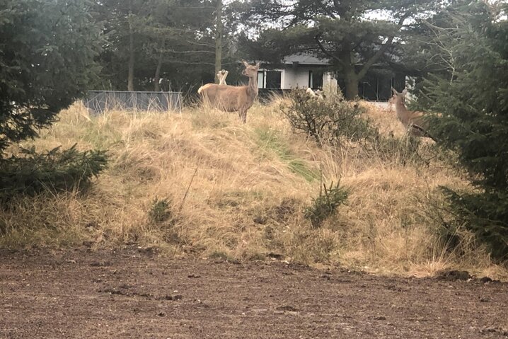 Sommerhus 50087 på Peders Vej 14, Vejers - Billede #45