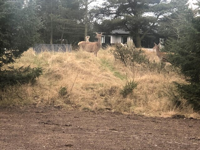 Sommerhus 50087 på Peders Vej 14, Vejers - Billede #45