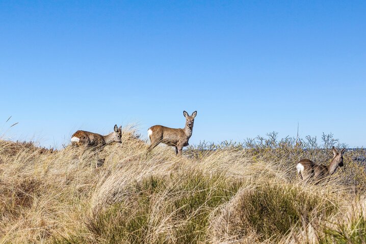 Ferienhaus 50224 in Tyttebærvej 4, Vejers - Bild #29