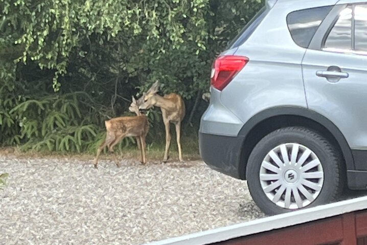 Ferienhaus 60120 in Søren Lassens Vænge 10, Blåvand - Bild #36