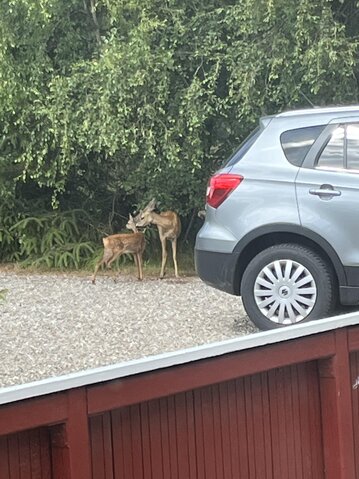 Sommerhus 60120 på Søren Lassens Vænge 10, Blåvand - Billede #36