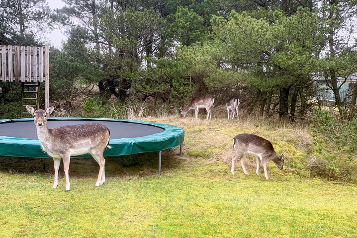 Ferienhaus 60240 in Søren Gades Mark 20, Blåvand - Bild #52