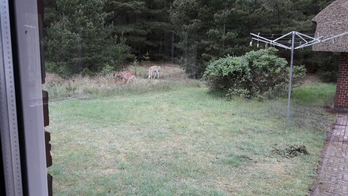 Sommerhus 60249 på Karl Postsvej 7, Blåvand - Billede #43