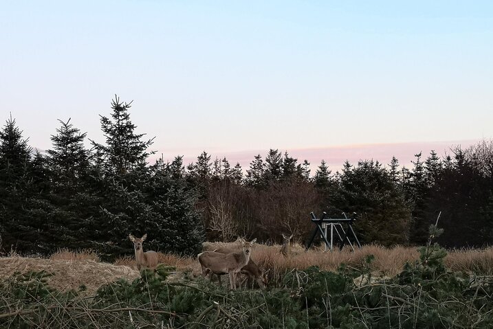 Ferienhaus 60288 in Poul Thøstesensvej 6, Blåvand - Bild #44