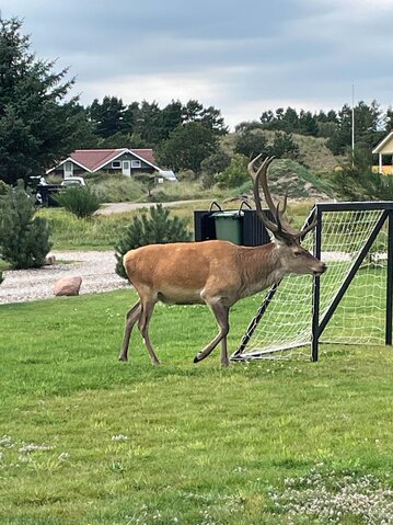 Sommerhus 60288 på Poul Thøstesensvej 6, Blåvand - Billede #46