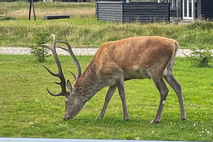 Ferienhaus 60288 in Poul Thøstesensvej 6, Blåvand - Bild #47