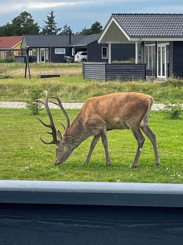 Sommerhus 60288 på Poul Thøstesensvej 6, Blåvand - Billede #47