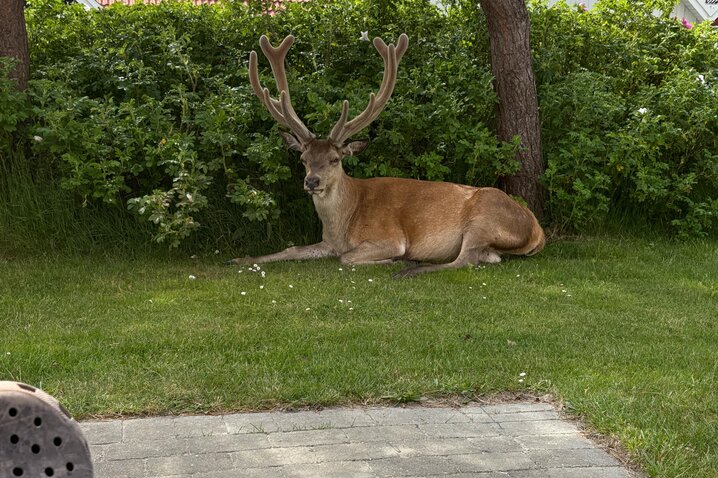 Sommerhus 60313 på Horns Bjerge 3, 47, Blåvand - Billede #38