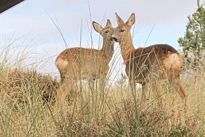 Sommerhus 60578 på Bakkedraget 30, Blåvand - Billede #32
