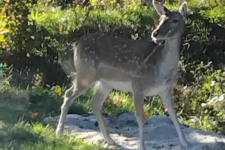 Ferienhaus 60614 in Bjergbovej 26D, Blåvand - Bild #43