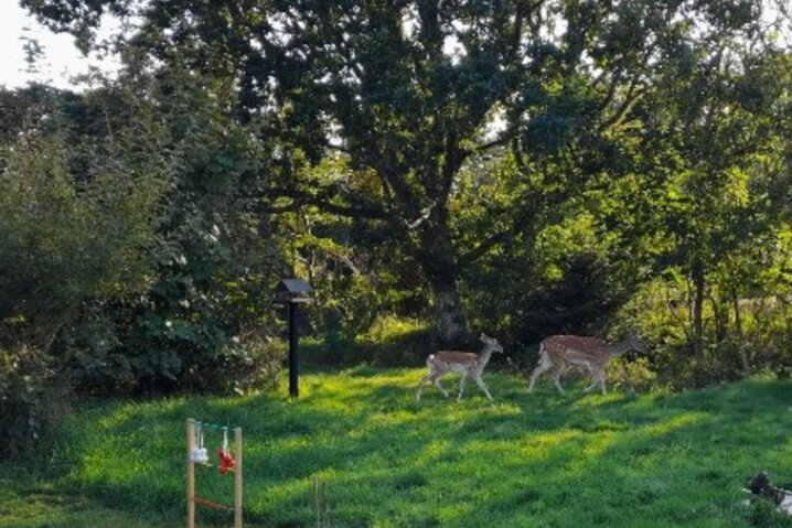 Ferienhaus 60614 in Bjergbovej 26D, Blåvand - Bild #44