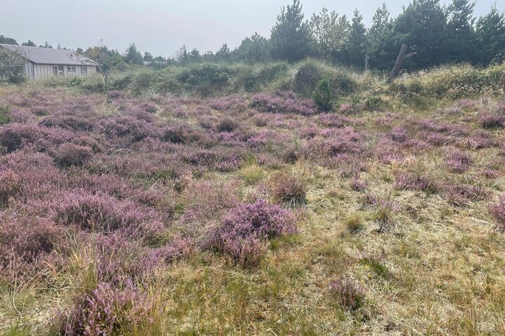 Ferienhaus 60623 in Solhaven 27, Blåvand - Bild #37