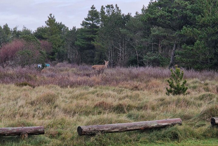 Sommerhus 60668 på Vestslugen 2, Blåvand - Billede #27