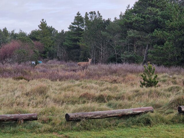 Sommerhus 60668 på Vestslugen 2, Blåvand - Billede #27