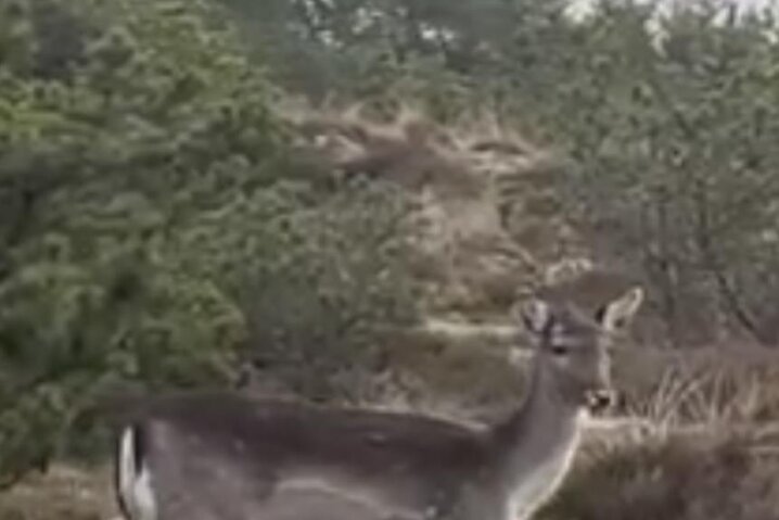 Ferienhaus 60687 in Møllehusvej 38, Blåvand - Bild #30