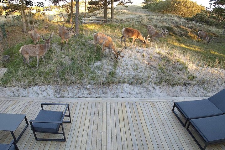 Sommerhus 60707 på Hedetoftvej 138, Blåvand - Billede #43