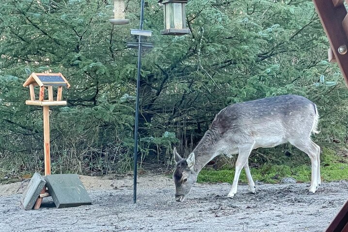 Ferienhaus 61023 in Vestervænget 17, Ho - Bild #39