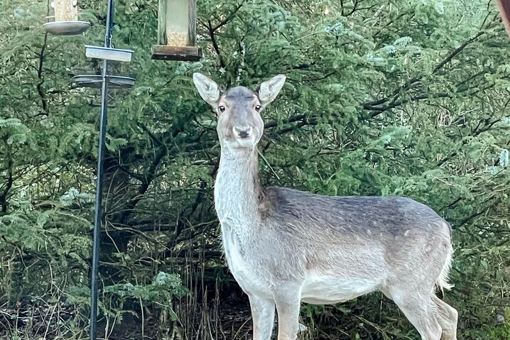 Ferienhaus 61023 in Vestervænget 17, Ho - Bild #40