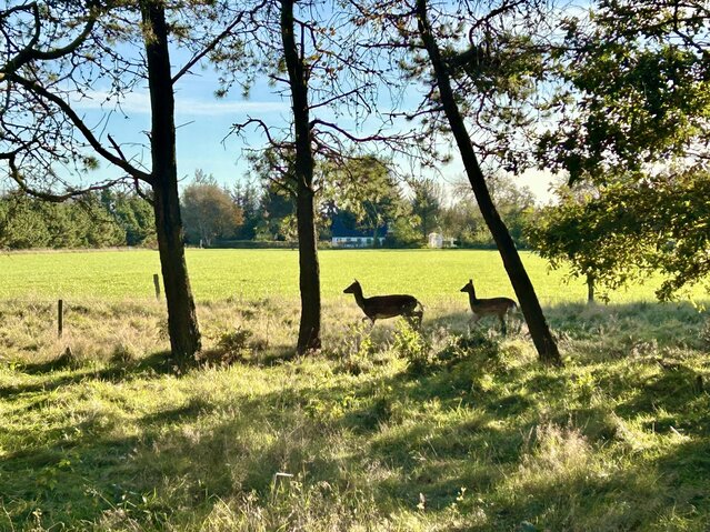 Sommerhus 61166 på Toldervej 28, Ho - Billede #29