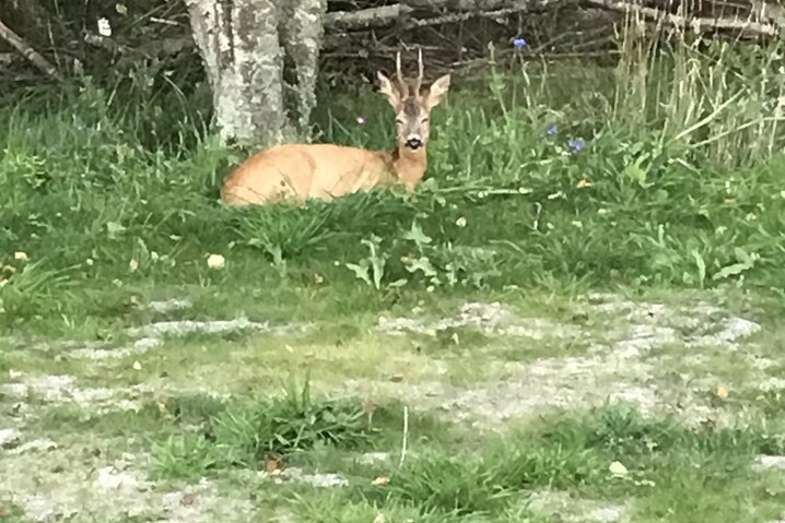 Sommerhus 71052 på Hanevej 10, Fanø Bad - Billede #36