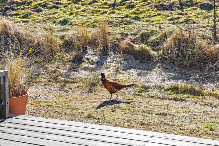 Sommerhus 71093 på Strandvejen 44E, Fanø Bad - Billede #17