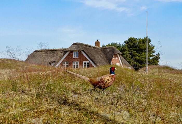 Sommerhus 71153 på Norges Fjelde 23, Fanø Bad - Billede #21