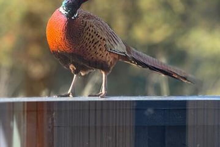 Holiday home 71201 at Norges Fjelde 40, Fanø Bad - Picture #24