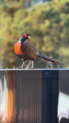 Ferienhaus 71201 in Norges Fjelde 40, Fanø Bad - Bild #24