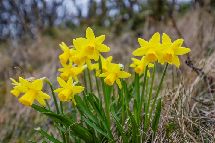 Ferienhaus 72156 in Store Klit 51, Rindby Strand - Bild #22