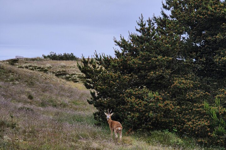 Ferienhaus 73179 in Vester Storetoft 18, Sønderho - Bild #31