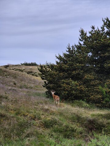 Ferienhaus 73179 in Vester Storetoft 18, Sønderho - Bild #31